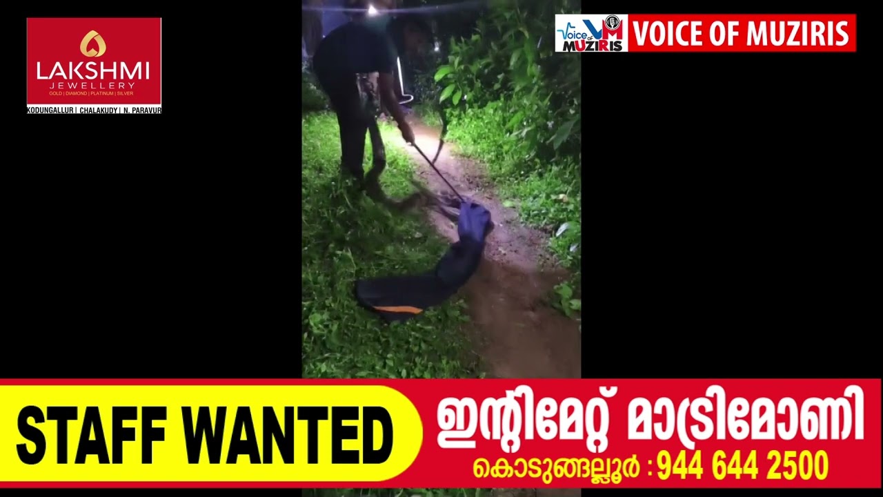 മലമ്പാമ്പിനെ പിടികൂടി