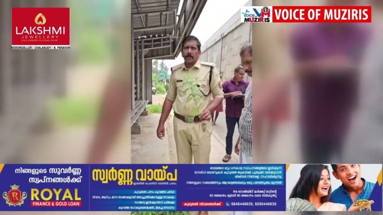 റോഡരികിൽ നിന്ന് കഞ്ചാവ് ചെടി കണ്ടെത്തി.