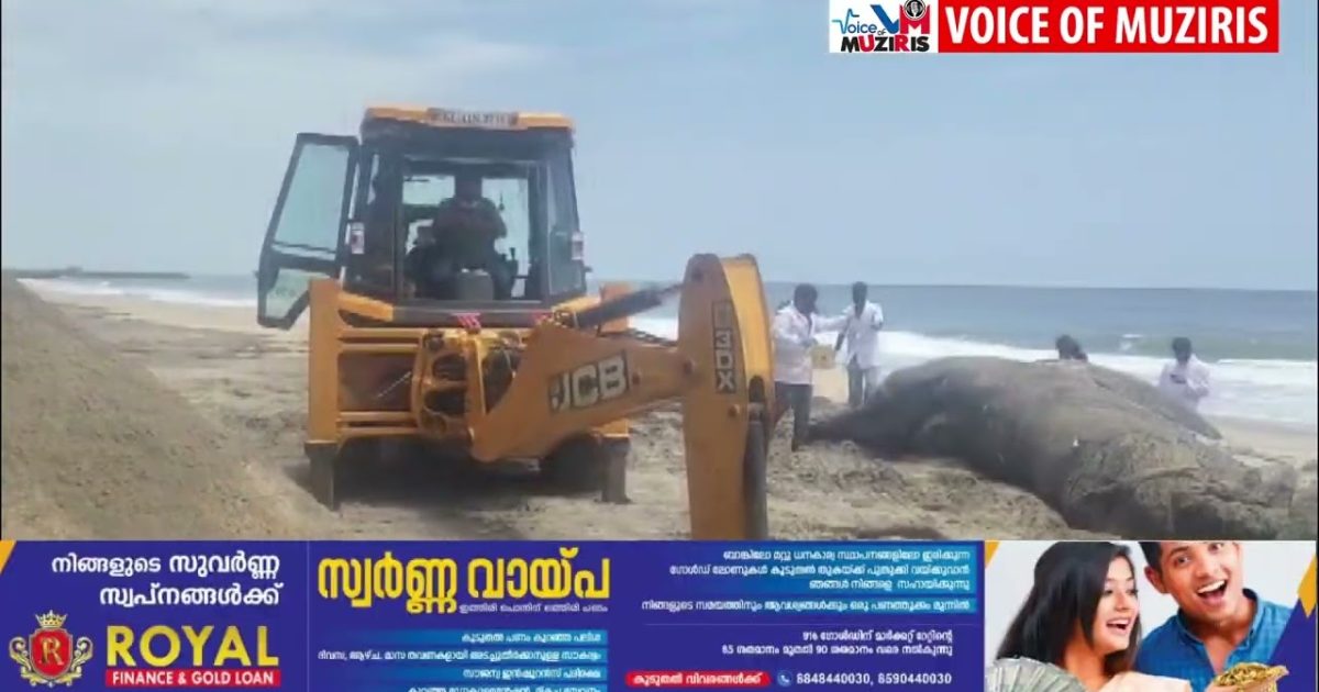 അഴീക്കോട് തിമിംഗലത്തിന്റെ ജഡം കരയ്ക്കടിഞ്ഞു
