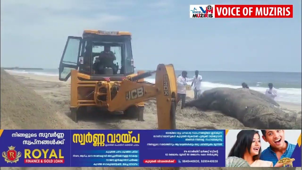 അഴീക്കോട് തിമിംഗലത്തിന്റെ ജഡം കരയ്ക്കടിഞ്ഞു