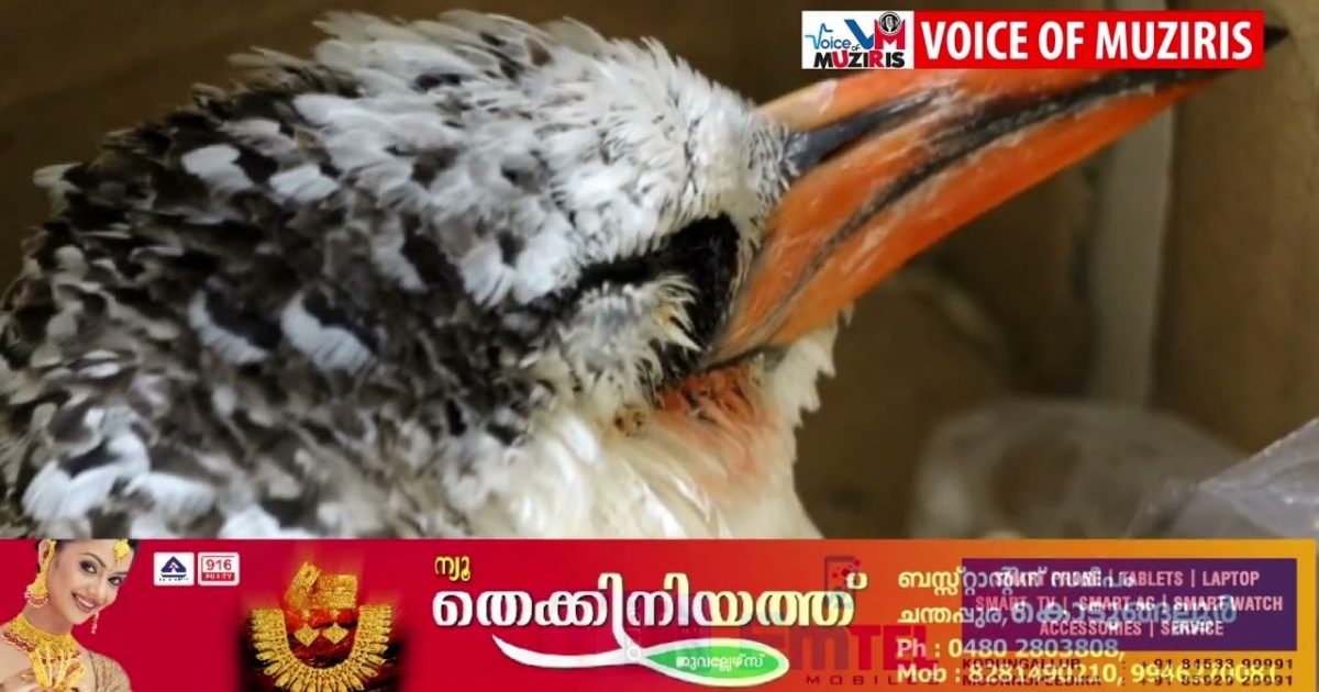 അഴീക്കോട് മുനക്കൽ ബീച്ചിൽ ദേശാടന പക്ഷിയെ അവശനിലയിൽ കണ്ടെത്തി.