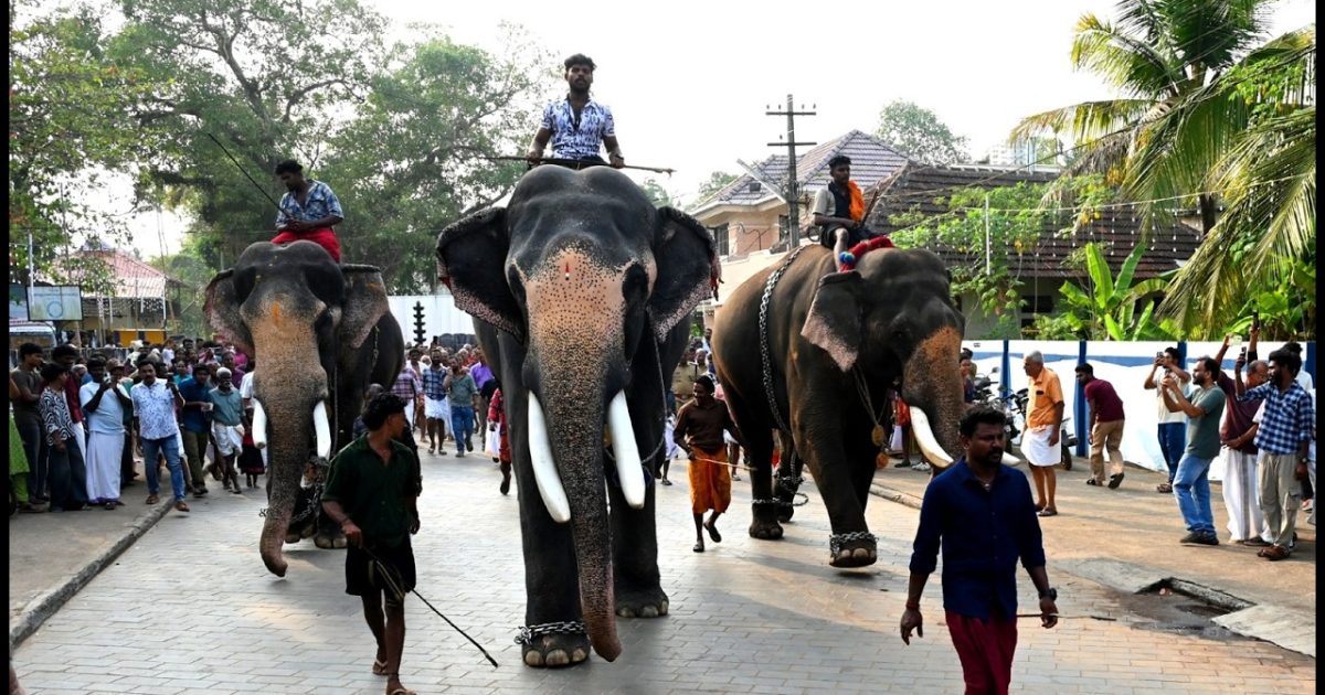 ആനയോട്ടത്തോടെ തിരുവഞ്ചിക്കുളം മഹാദേവ ക്ഷേത്രത്തിലെ ശിവരാത്രി മഹോത്സവത്തിന് തുടക്കമായി