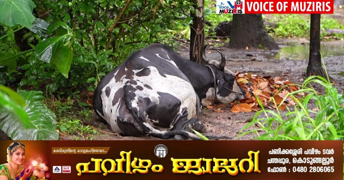 ഇടിമിന്നലേറ്റ് പശുവും പശുക്കുട്ടിയും ചത്തു.