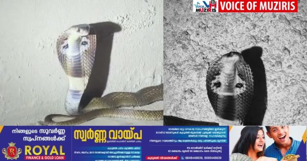 ഇത് പാമ്പുകളുടെ കാലം ; ഒരേ ദിവസം രണ്ട് ഇടങ്ങളിൽ ഉഗ്ര വിഷ പാമ്പുകളെ പിടികൂടി
