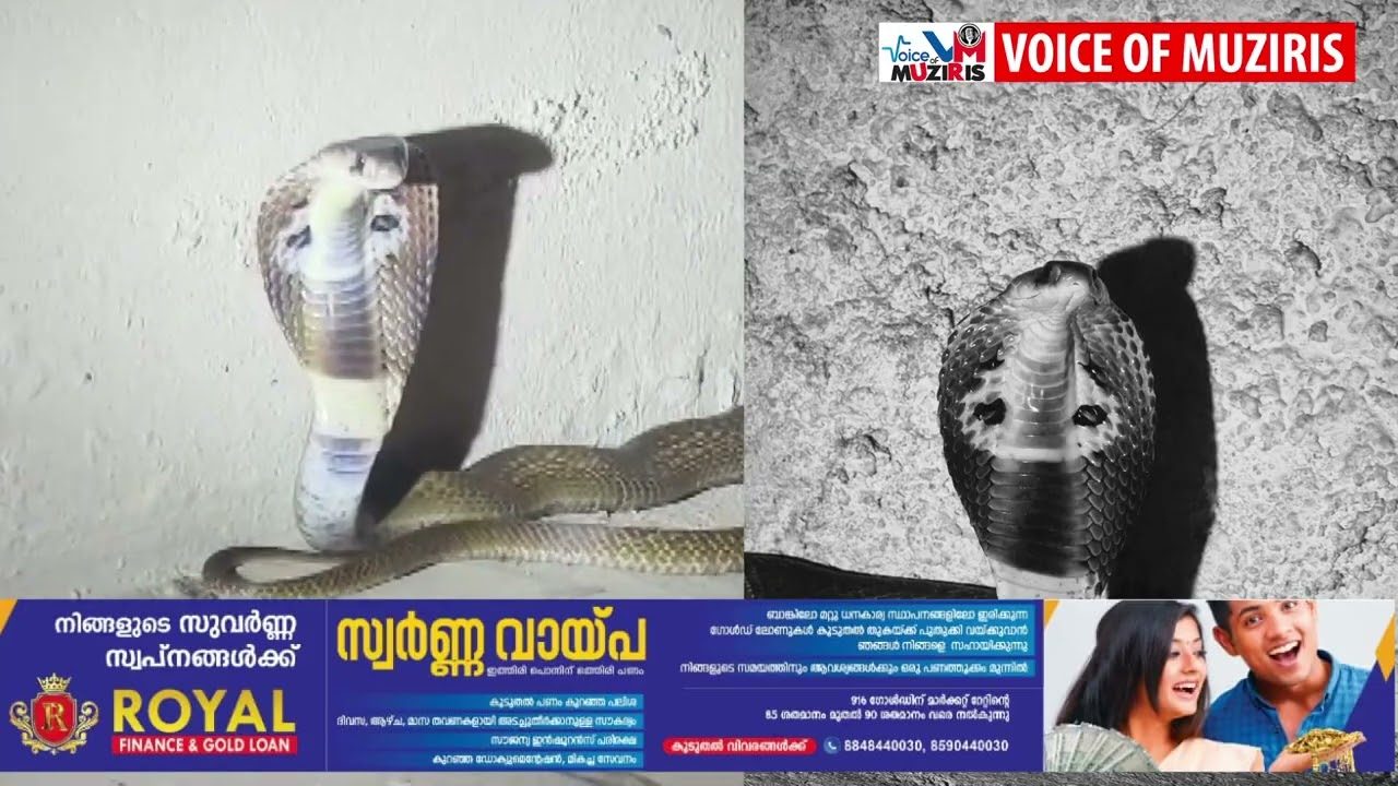 ഇത് പാമ്പുകളുടെ കാലം ; ഒരേ ദിവസം രണ്ട് ഇടങ്ങളിൽ ഉഗ്ര വിഷ പാമ്പുകളെ പിടികൂടി