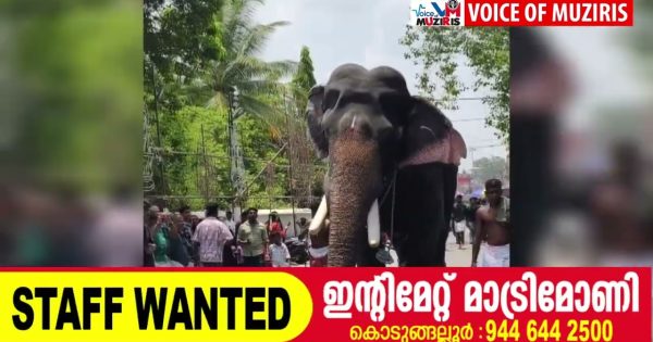 ഇരിങ്ങാലക്കുട കൂടൽമാണിക്യം ക്ഷേത്രത്തിൽ ഉത്സവത്തിനെത്തിച്ച ആന ഇടഞ്ഞു
