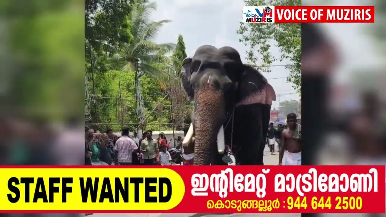ഇരിങ്ങാലക്കുട കൂടൽമാണിക്യം ക്ഷേത്രത്തിൽ ഉത്സവത്തിനെത്തിച്ച ആന ഇടഞ്ഞു
