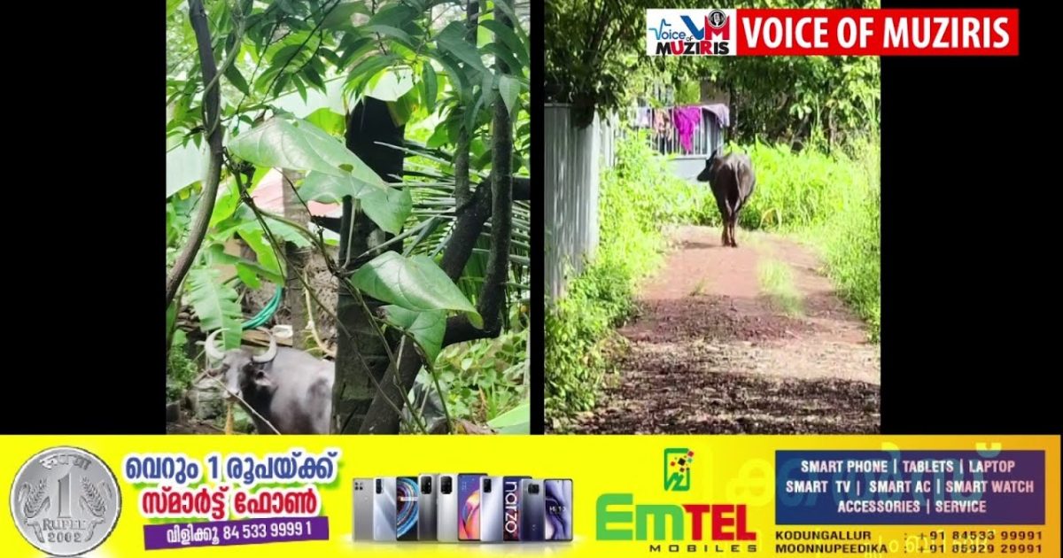 എരുമ വിരണ്ടോടിയത് പരിഭ്രാന്തി പരത്തി.