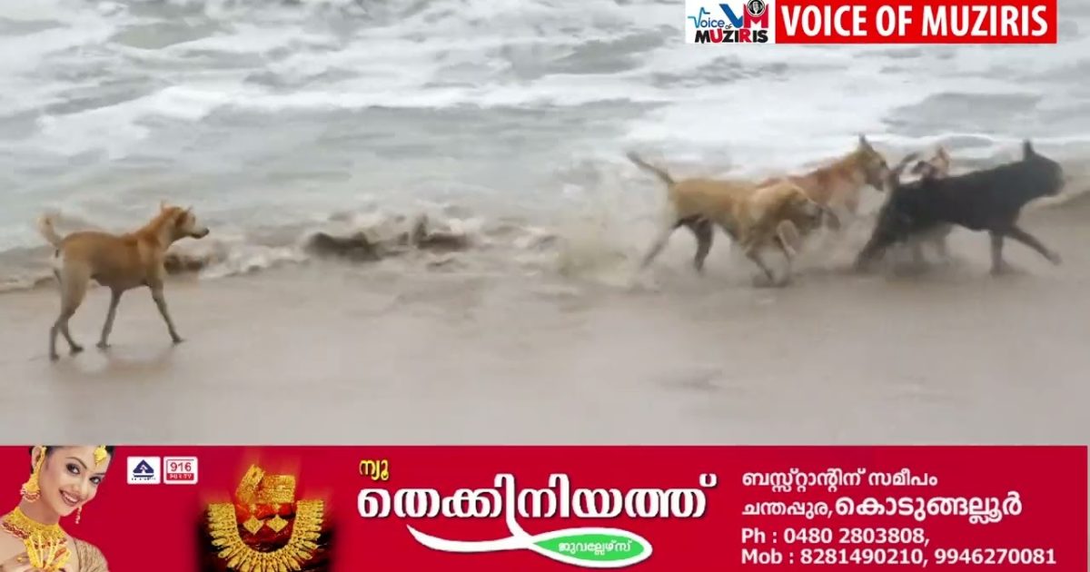 എറിയാട് പഞ്ചായത്തിലെ തെരുവുനായ ശല്യത്തിനെതിരെ ജനകീയ പരാതി നൽകും.