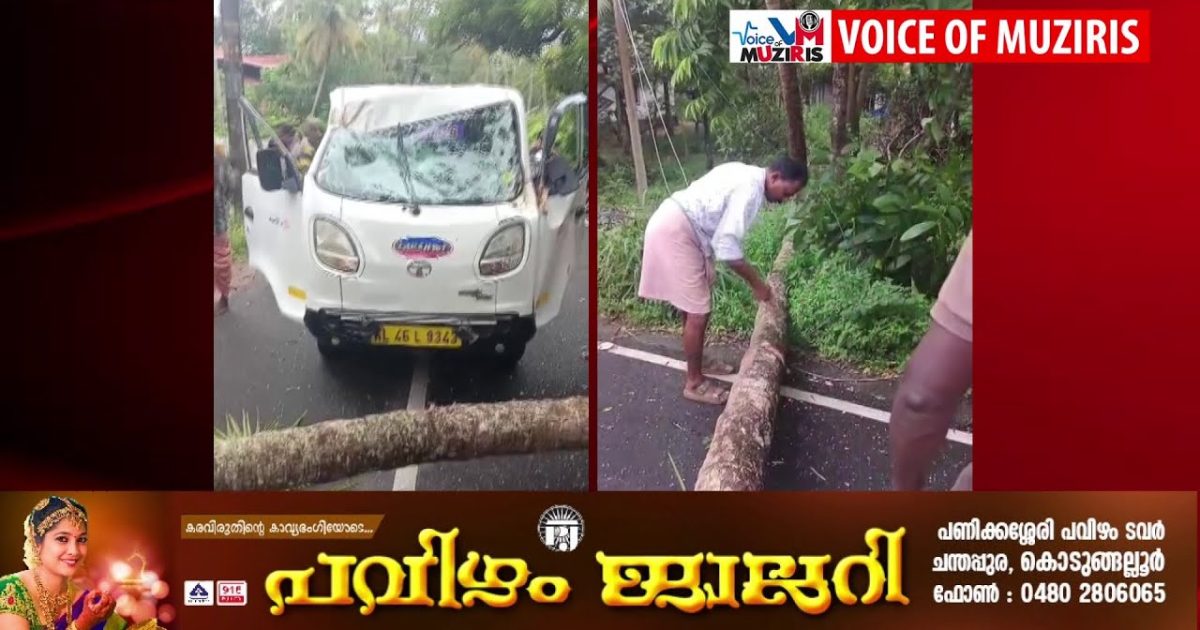 ഓടിക്കൊണ്ടിരുന്ന ഓട്ടോ ടാക്സിക്ക് മേലെ തെങ്ങ് വീണു : വൻ ദുരന്തം ഒഴിവായത് തലനാരിഴയ്ക്ക്