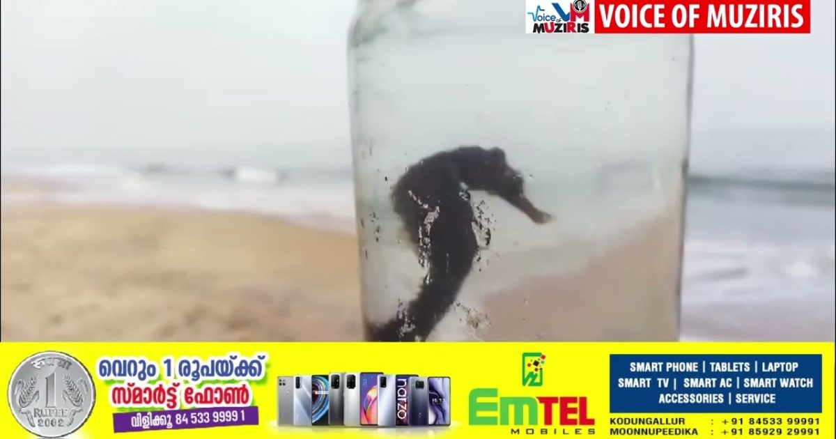 കടലിലെ അത്ഭുത ജീവിയെന്നറിയപ്പെടുന്ന കടൽ കുതിരയെ കയ്പമംഗലം വഞ്ചിപ്പുര കടപ്പുറത്ത് നിന്ന് കണ്ടെത്തി