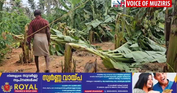 കനത്ത കാറ്റിലും മഴയിലും കൃഷി നാശം