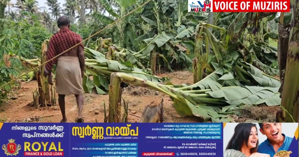 കനത്ത കാറ്റിലും മഴയിലും കൃഷി നാശം