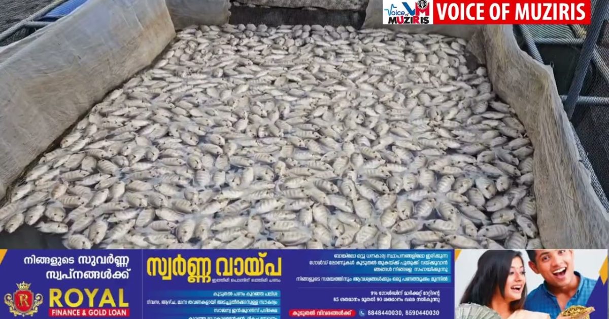 കനോലി കനാലിലേക്ക് ബണ്ടുകൾ പൊട്ടിച്ച് മലിനജലം ഒഴുക്കിയതിനെ തുടർന്ന് വൻതോതിൽ പുഴ മത്സ്യങ്ങൾ ചത്തൊടുങ്ങിയ സംഭവത്തിൽ സംയുക്ത പരിശോധന നടത്താൻ ജില്ലാ ഭരണകൂടത്തിൻ്റെ ഉത്തരവ്.