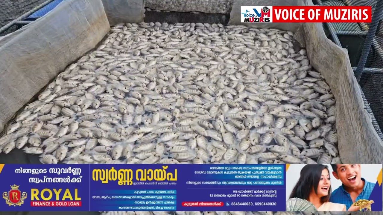 കനോലി കനാലിലേക്ക് ബണ്ടുകൾ പൊട്ടിച്ച് മലിനജലം ഒഴുക്കിയതിനെ തുടർന്ന് വൻതോതിൽ പുഴ മത്സ്യങ്ങൾ ചത്തൊടുങ്ങിയ സംഭവത്തിൽ സംയുക്ത പരിശോധന നടത്താൻ ജില്ലാ ഭരണകൂടത്തിൻ്റെ ഉത്തരവ്.