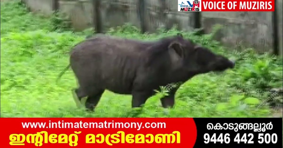 കയ്പമംഗലം ചളിങ്ങാട് അമ്പലനട പ്രദേശത്ത് കാട്ടുപന്നിയെ കണ്ടെത്തി