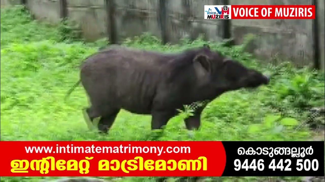 കയ്പമംഗലം ചളിങ്ങാട് അമ്പലനട പ്രദേശത്ത് കാട്ടുപന്നിയെ കണ്ടെത്തി