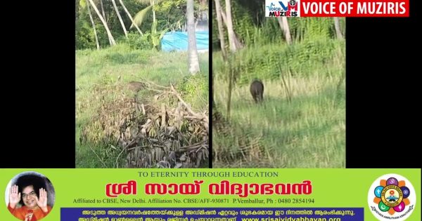 കയ്പമംഗലം മേഖലയിൽ വീണ്ടും കാട്ടുപന്നിയെ കണ്ടെത്തി.