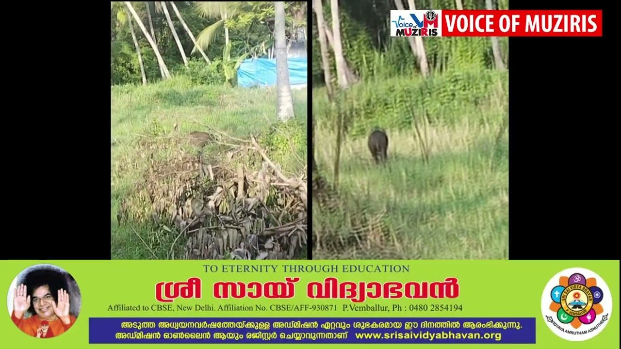 കയ്പമംഗലം മേഖലയിൽ വീണ്ടും കാട്ടുപന്നിയെ കണ്ടെത്തി.