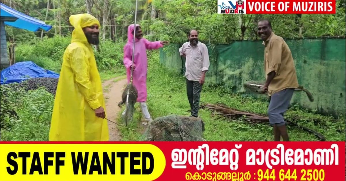 കയ്പമംഗലത്ത് രണ്ട് സ്ത്രീകൾക്ക് തെരുവ് നായയുടെ കടിയേറ്റു