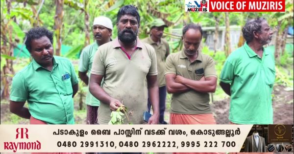 കാട്ടുപന്നി ശല്യം രൂക്ഷമാകുന്നു;കൂട്ടമായെത്തുന്ന കാട്ടുപന്നികൾ കൃഷിയിടങ്ങളിൽ കയറി വ്യാപകമായി കൃഷി നശിപ്പിക്കുന്നതിൽ കർഷകർ ആശങ്കയിൽ.