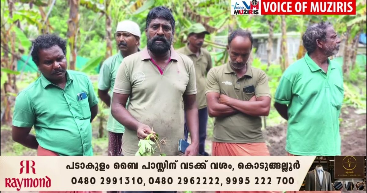 കാട്ടുപന്നി ശല്യം രൂക്ഷമാകുന്നു;കൂട്ടമായെത്തുന്ന കാട്ടുപന്നികൾ കൃഷിയിടങ്ങളിൽ കയറി വ്യാപകമായി കൃഷി നശിപ്പിക്കുന്നതിൽ കർഷകർ ആശങ്കയിൽ.