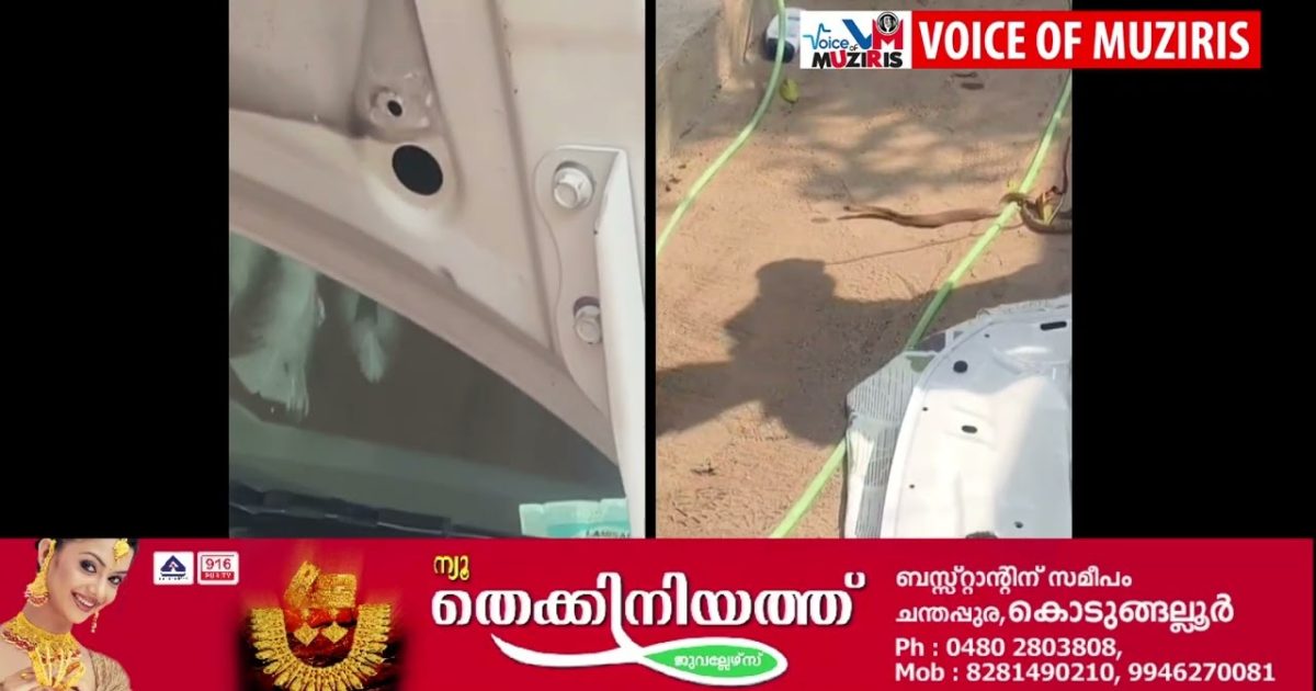 കാറിൻ്റെ ബോണറ്റിൽ കയറിക്കൂടിയ മൂർഖൻ പാമ്പിനെ പിടികൂടി