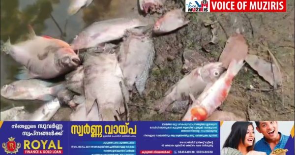 കുളത്തിൽ വളത്തിയിരുന്ന മീനുകളെ അജ്ഞാത ജീവി കടിച്ചു കൊന്ന നിലയിൽ.