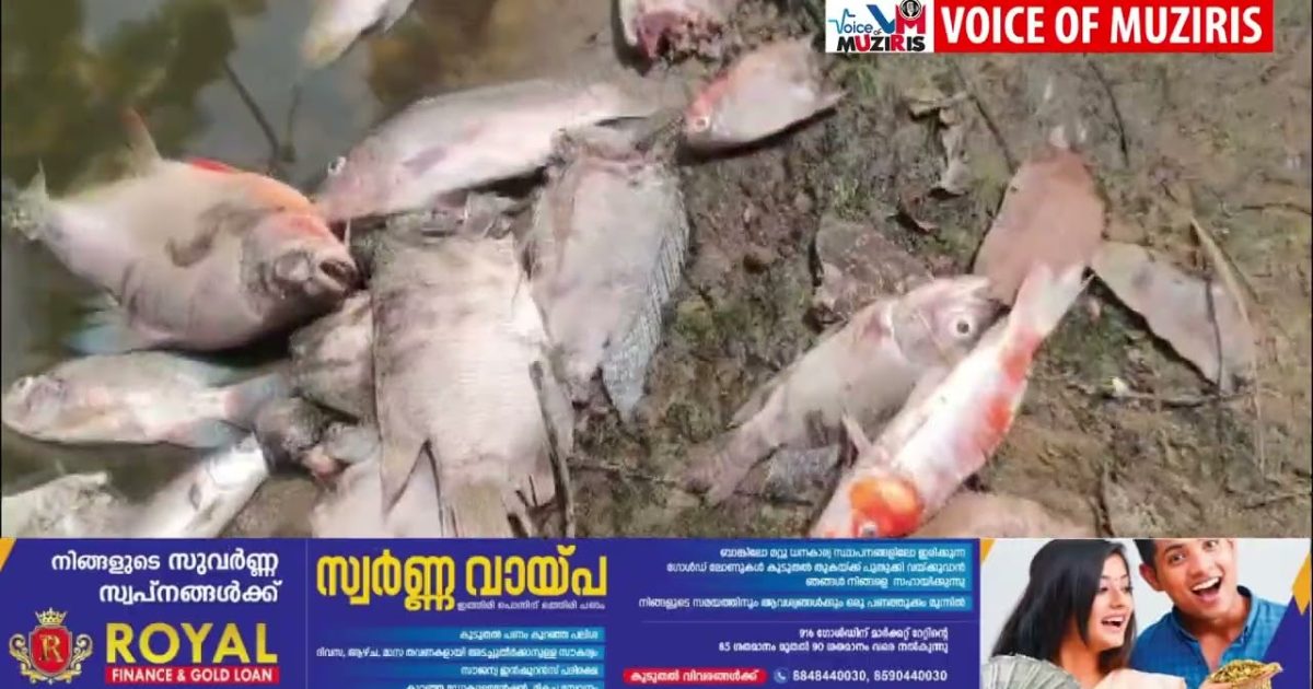 കുളത്തിൽ വളത്തിയിരുന്ന മീനുകളെ അജ്ഞാത ജീവി കടിച്ചു കൊന്ന നിലയിൽ.