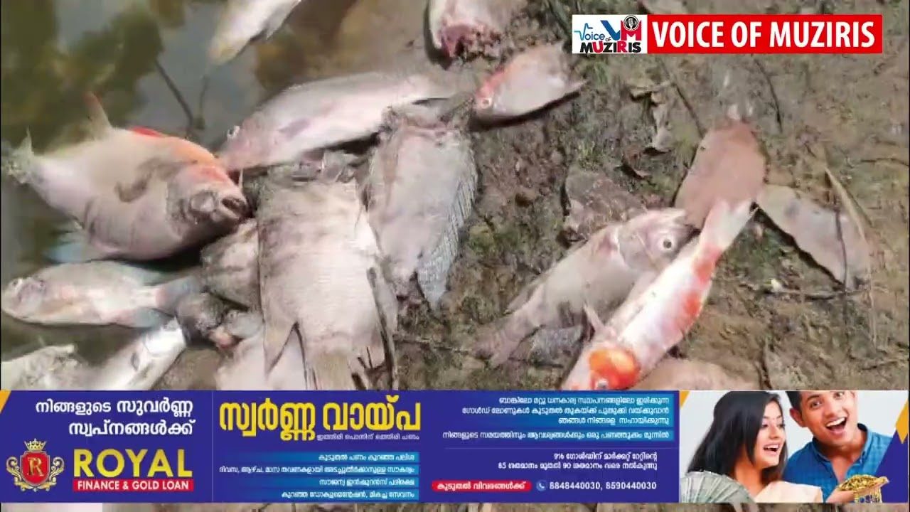 കുളത്തിൽ വളത്തിയിരുന്ന മീനുകളെ അജ്ഞാത ജീവി കടിച്ചു കൊന്ന നിലയിൽ.