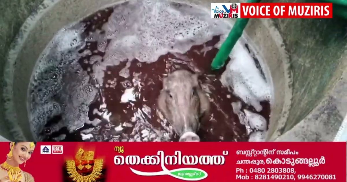കൊടുങ്ങല്ലൂരിലെ ടി.കെ.എസ് പുരത്ത് കാട്ടുപന്നി കിണറ്റിൽ വീണു.