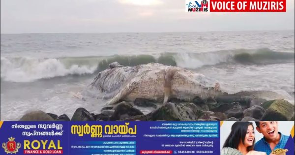 കൊടുങ്ങല്ലൂരിൻ്റ കടൽ തീരത്ത് വീണ്ടും തിമിംഗലത്തിൻ്റെ ജഢം അടിഞ്ഞു.