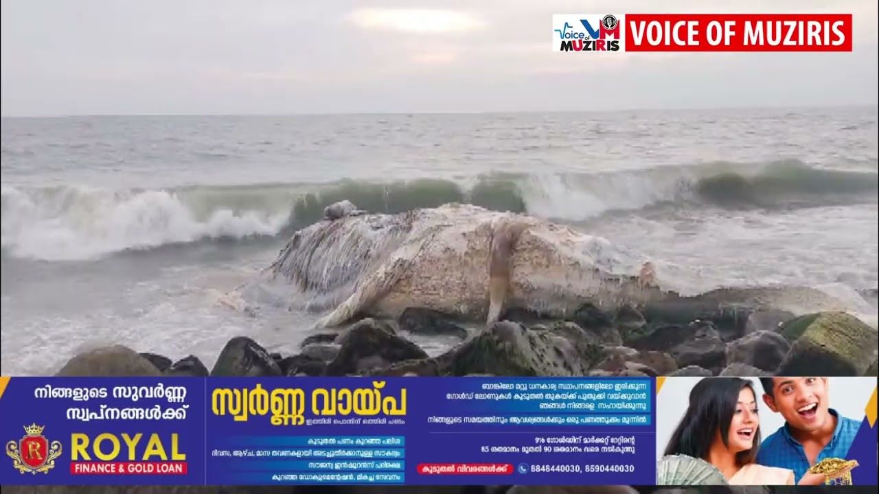 കൊടുങ്ങല്ലൂരിൻ്റ കടൽ തീരത്ത് വീണ്ടും തിമിംഗലത്തിൻ്റെ ജഢം അടിഞ്ഞു.