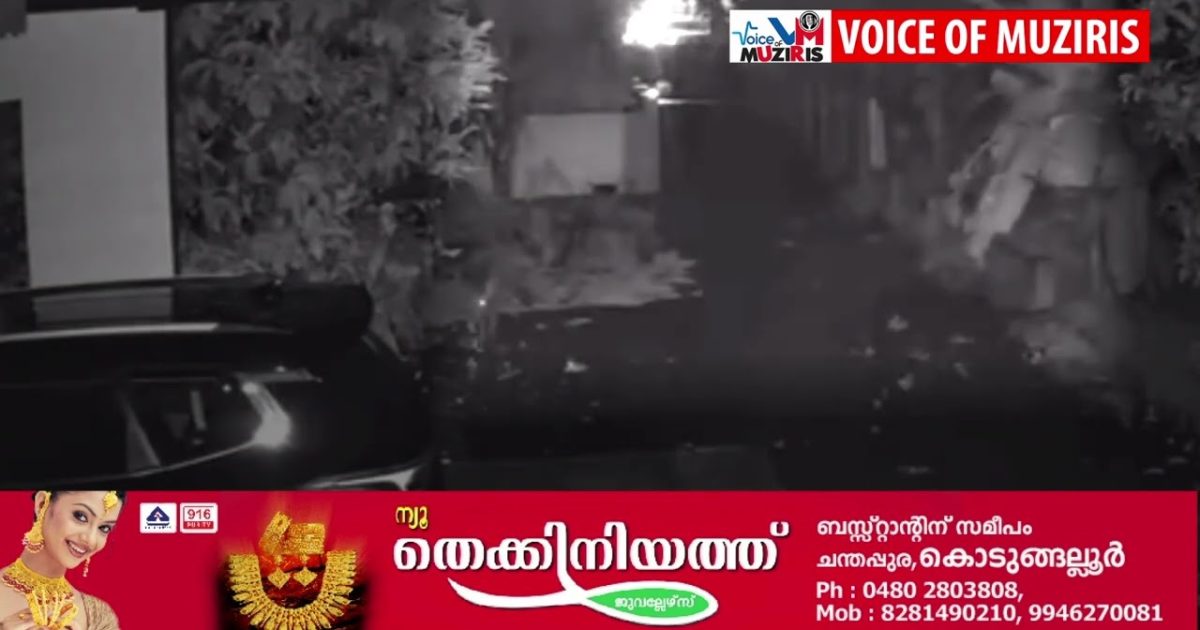 പ്രളയകാലശേഷം കൊടുങ്ങല്ലൂരിൽ കാട്ടുപന്നികളുടെ ശല്യം വ്യാപകമാകുന്നു.