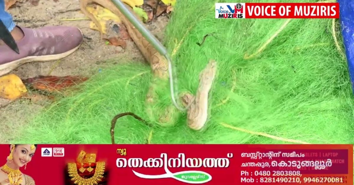 കൊടുങ്ങല്ലൂരിൽ കാര വാക്കടപ്പുറത്ത് ബലിതർപ്പണ സ്ഥലത്ത് അണലിപ്പാമ്പിനെ കണ്ടെത്തി.