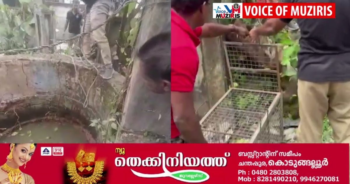 കൊടുങ്ങല്ലൂരിൽ കിണറ്റിൽ വീണ കുറുനരിയെ രക്ഷപെടുത്തി.