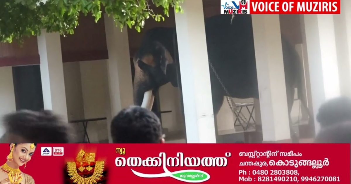 കൊടുങ്ങല്ലൂരിൽ തിരുവഞ്ചികുളത്ത് ഉത്സവത്തിന് കൊണ്ടുവന്ന ആന കൂട്ടാനയെ കുത്തി പരിക്കേൽപ്പിച്ചു..ഇടഞ്ഞ ആനയെ കാണാൻ എത്തിയ ആളുകളെ പോലീസ് എത്തി പരിസരത്തുനിന്നും ഒഴിവാക്കി. എലഫന്റ് സ്‌ക്വാഡ് ആനയെ തളയ്ക്കാൻ സ്ഥലത്തെത്തിയിട്ടുണ്ട്