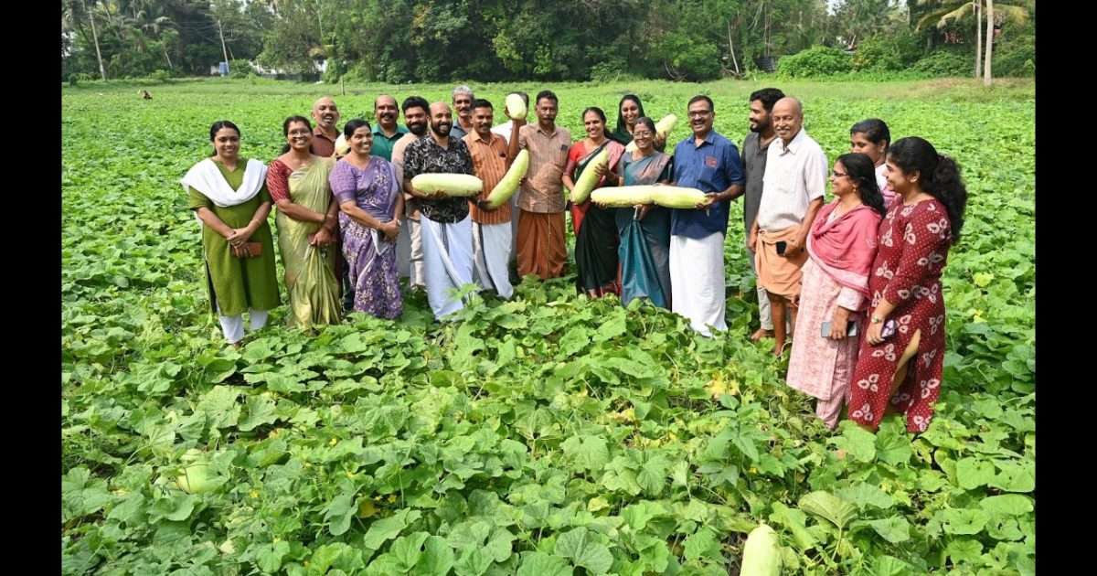 കൊടുങ്ങല്ലൂരിൽ പൊട്ടു വെള്ളരി വിളവെടുപ്പ്