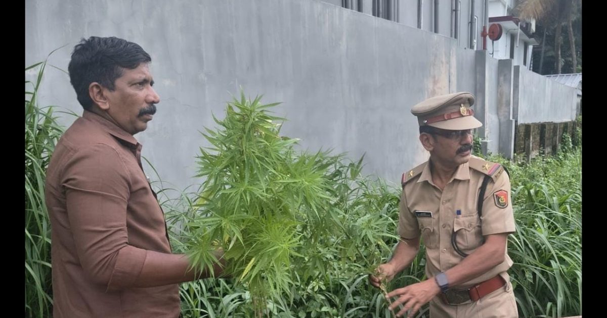 കൊടുങ്ങല്ലൂർ തെക്കേ നടയിൽ നിന്നും കഞ്ചാവ് ചെടികൾ കണ്ടെത്തി