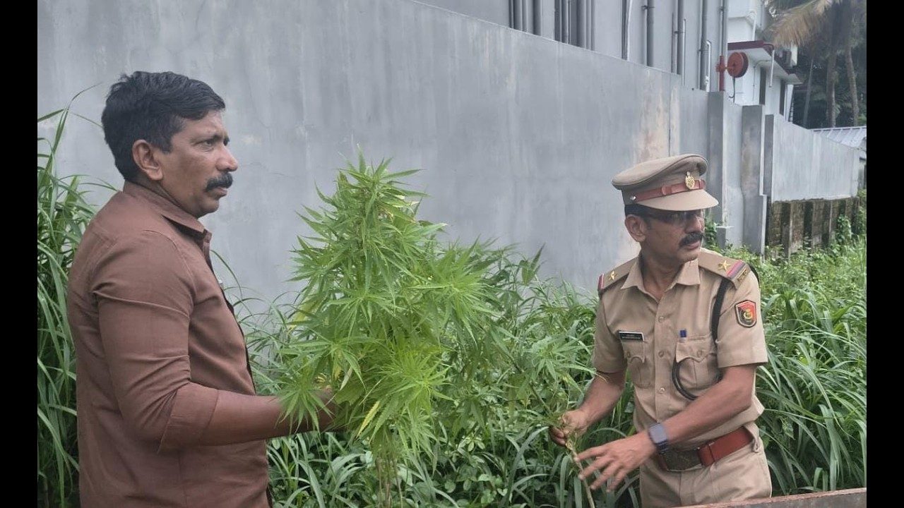 കൊടുങ്ങല്ലൂർ തെക്കേ നടയിൽ നിന്നും കഞ്ചാവ് ചെടികൾ കണ്ടെത്തി