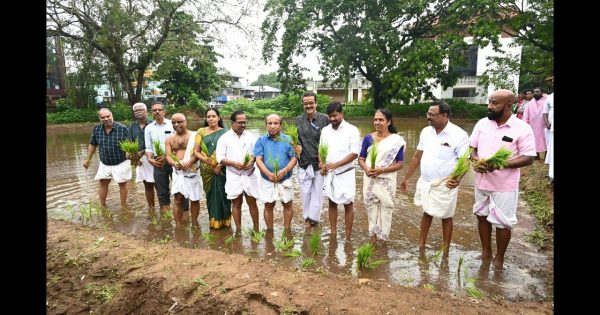 കൊടുങ്ങല്ലൂർ ശ്രീകുരുംബ ഭഗവതി ക്ഷേത്രത്തിൽ കരനെൽ കൃഷിയുടെ ഞാറുനടീൽ മന്ത്രി ഒ.ജെ.ജനീഷ് നിർവഹിച്ചു