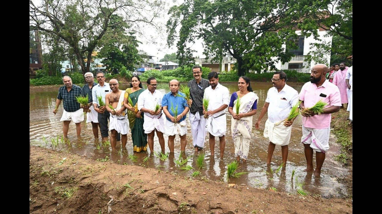 കൊടുങ്ങല്ലൂർ ശ്രീകുരുംബ ഭഗവതി ക്ഷേത്രത്തിൽ കരനെൽ കൃഷിയുടെ ഞാറുനടീൽ മന്ത്രി ഒ.ജെ.ജനീഷ് നിർവഹിച്ചു