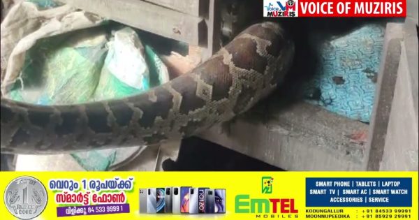 കോഴിക്കൂട്ടിൽ കയറിക്കൂടിയ മലമ്പാമ്പിനെ പിടികൂടി
