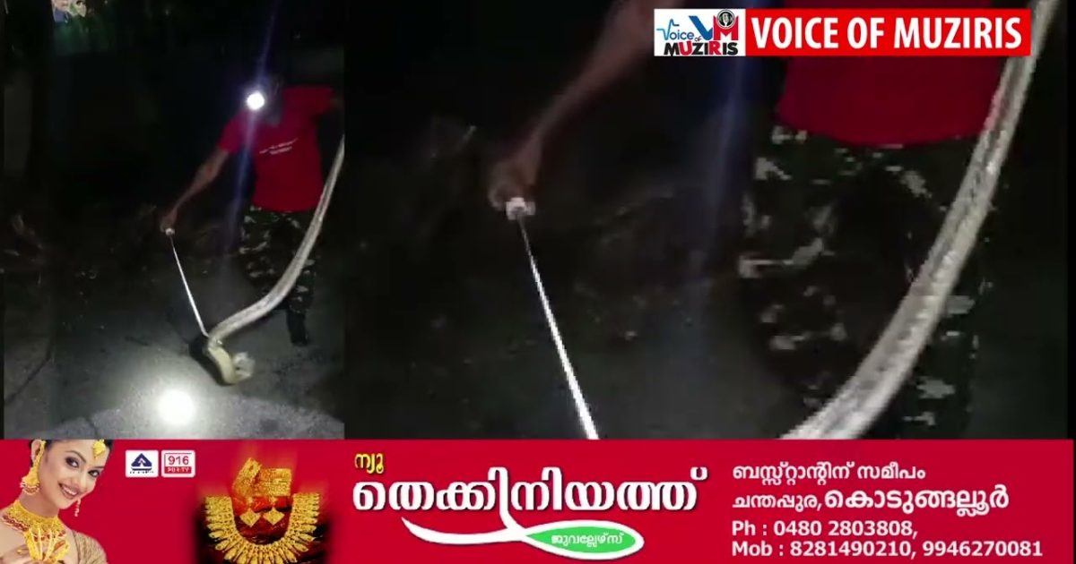 ഞെട്ടിക്കുന്ന കാഴ്ച്ച; കൊടുങ്ങല്ലൂരിൽ ഏഴടിയിലധികം നീളമുള്ള മൂർഖൻ പാമ്പിനെ പിടികൂടി.