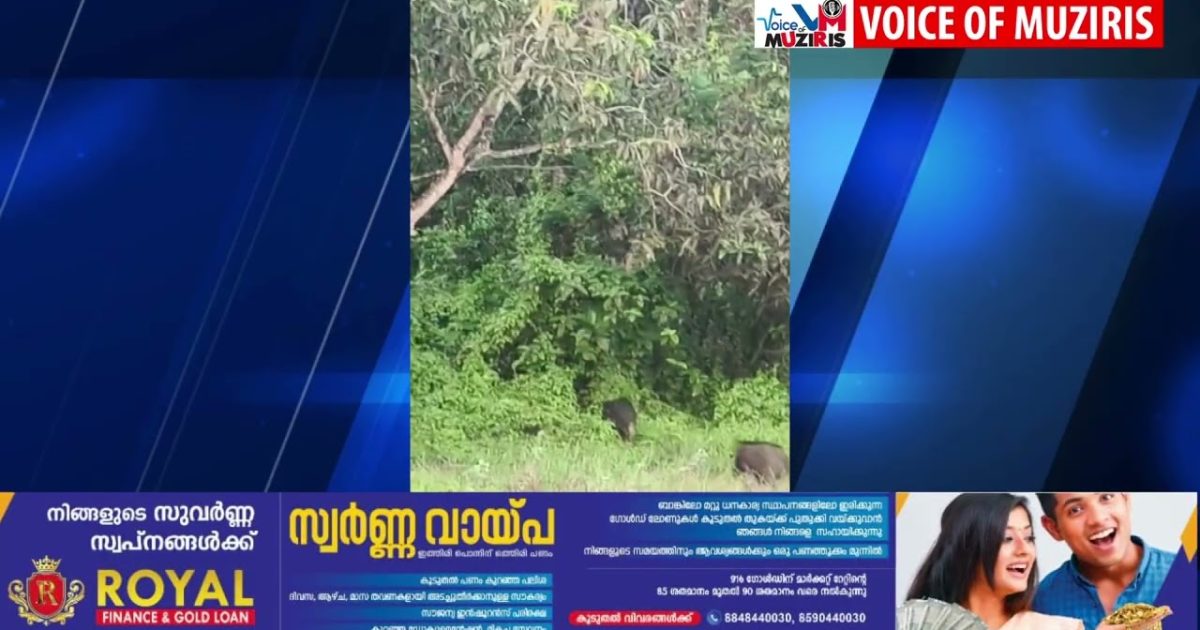 തീരദേശ മേഖലയിൽ കാട്ടുപന്നിക്കൂട്ടം പെരുകുന്നത് പരിഭ്രാന്തി പരത്തുന്നു