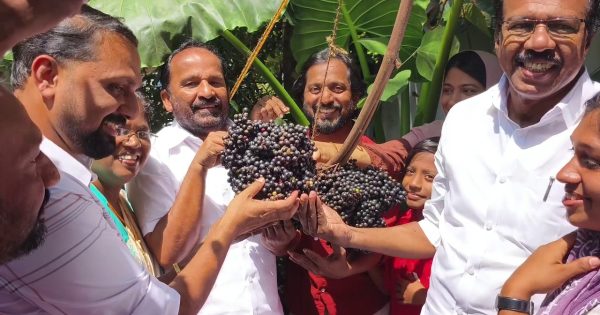 തീരദേശത്ത് അപൂർവ്വമായി വിളയുന്ന കമ്പോഡിയൻ മുന്തിരി വിളവെടുത്തു