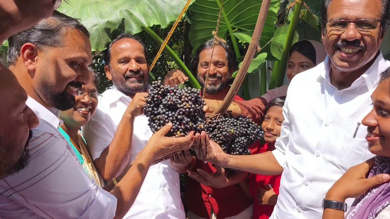 തീരദേശത്ത് അപൂർവ്വമായി വിളയുന്ന കമ്പോഡിയൻ മുന്തിരി വിളവെടുത്തു