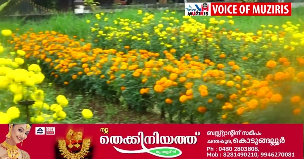 തൃക്കുലശേഖരപുരം ശ്രീകൃഷ്‌ണ സ്വാമി ക്ഷേത്രത്തിലെ ചെണ്ടുമല്ലി കൃഷി വിളവെടുപ്പ് നടന്നു