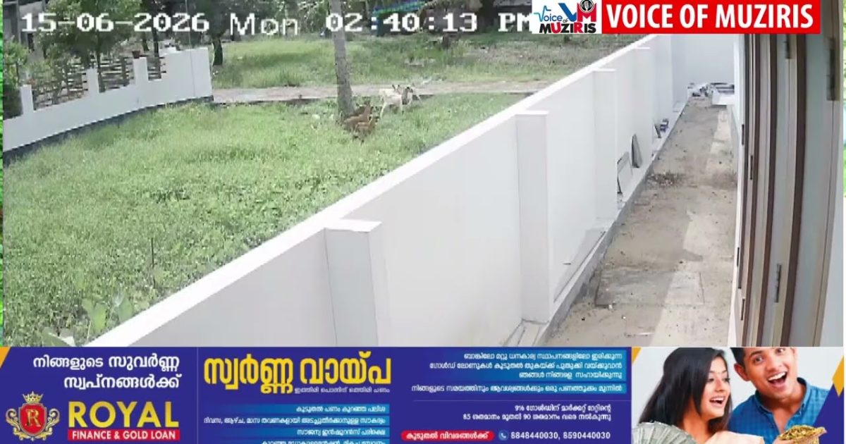 തെരുവ് നായ്ക്കളുടെ കൂട്ട ആക്രമണത്തിൽ ആട് ചത്തു.സിസിടിവി ദൃശ്യങ്ങൾ പുറത്ത്.