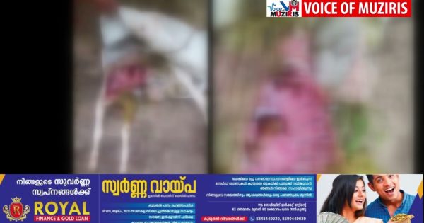 തെരുവ് നായ്ക്കൾ ആടിനെ കടിച്ചു കൊന്നു